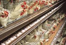 Poultry